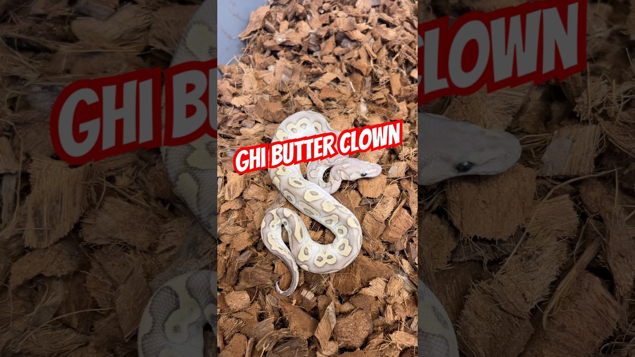 Szuka domu😉 #pythonregius #snake #hodowlawęży #pytonkrólewski #ballpython #sprzedaz