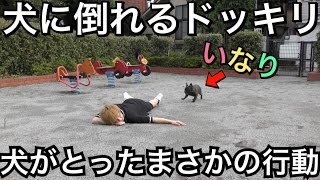 【犬にドッキリ】主人が倒れた犬がまさかの行動【感動超大作】