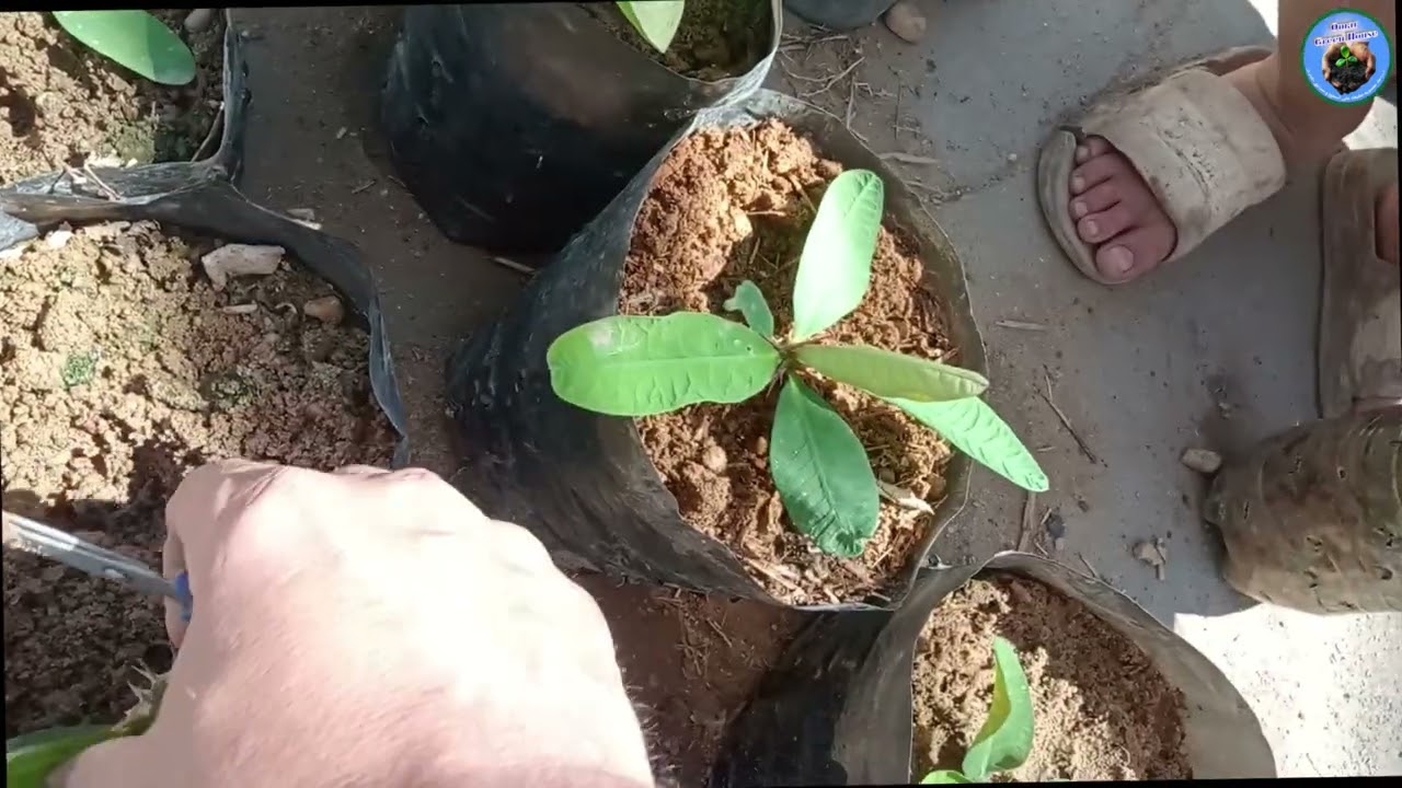 نقل وإكثار صبار الزينة 🌵 | طريقة سهلة لزيادة نباتاتك بدون تكلفة 🌿💚