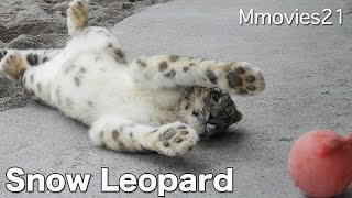 Snow Leopard play 浮き球で遊ぶユキヒョウ アクバル