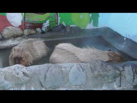 カピバラお風呂中