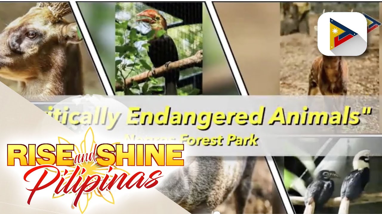 Negros Footprint; kilalanin ang Negros Forest Park's Big 5