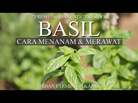 Video: Menjaga Tumbuhan Basil Suci: Cara Menanam Basil Suci Di Taman