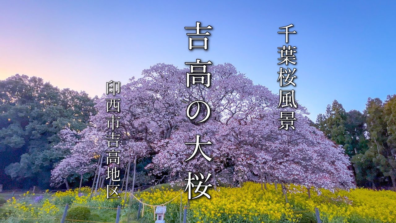 千葉さんぽ Cinematic vlog】吉高の大桜 2022年 満開【印西市吉