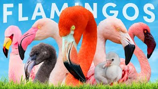All 6 Flamingo Species & How To Identify Them