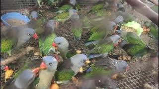 Burung Nuri Tanau Lagi Makan