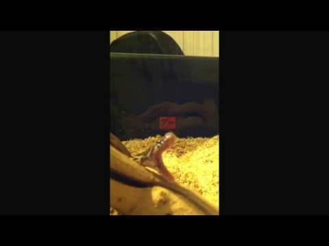 Corn Snake yawning