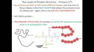 Lecture 3A: Primary and Secondary Protein Structure