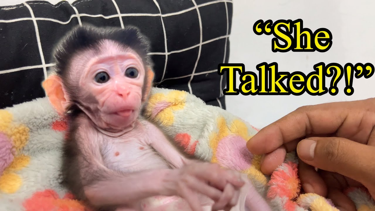 “I Wasn’t Ready for Her Response… 😢🐵”baby Monkey cici..
