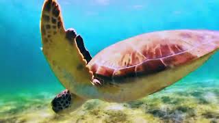 Loggerhead Sea Turtle Captured Going to Surface for Air