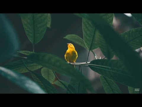 الشيخ ابن العثيمين حديث مروا أولادكم بالصلاة وهم أبناء سبع واضربوهم عليها وهم أبناء عشر