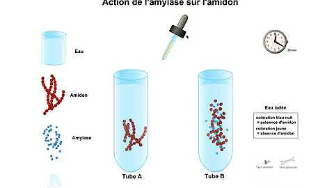 Quel produit Obtient-on après action de l'amylase ?