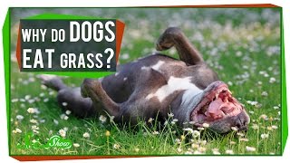 Why Do Dogs Eat Grass? Why Do Dogs Eat Grass?