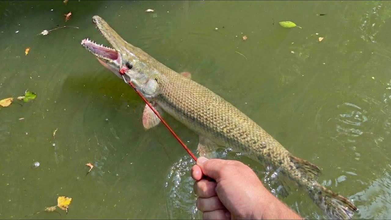 池の主アリゲーターガーを捕獲する