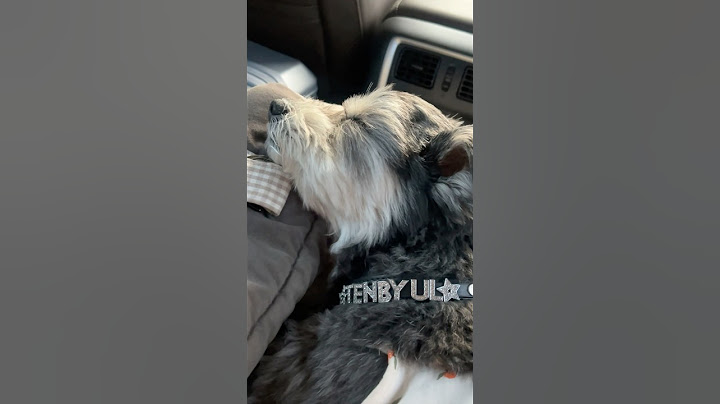 꿀잠으로 여독 풀기😪💙 #schnauzer #슈나우저 #강아지일상브이로그