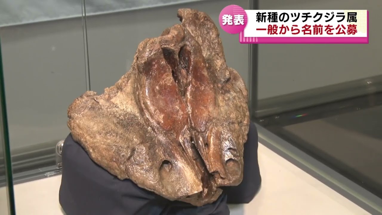 佐渡で化石発見】新種のツチクジラ 和名「サドムカシツチクジラ」に