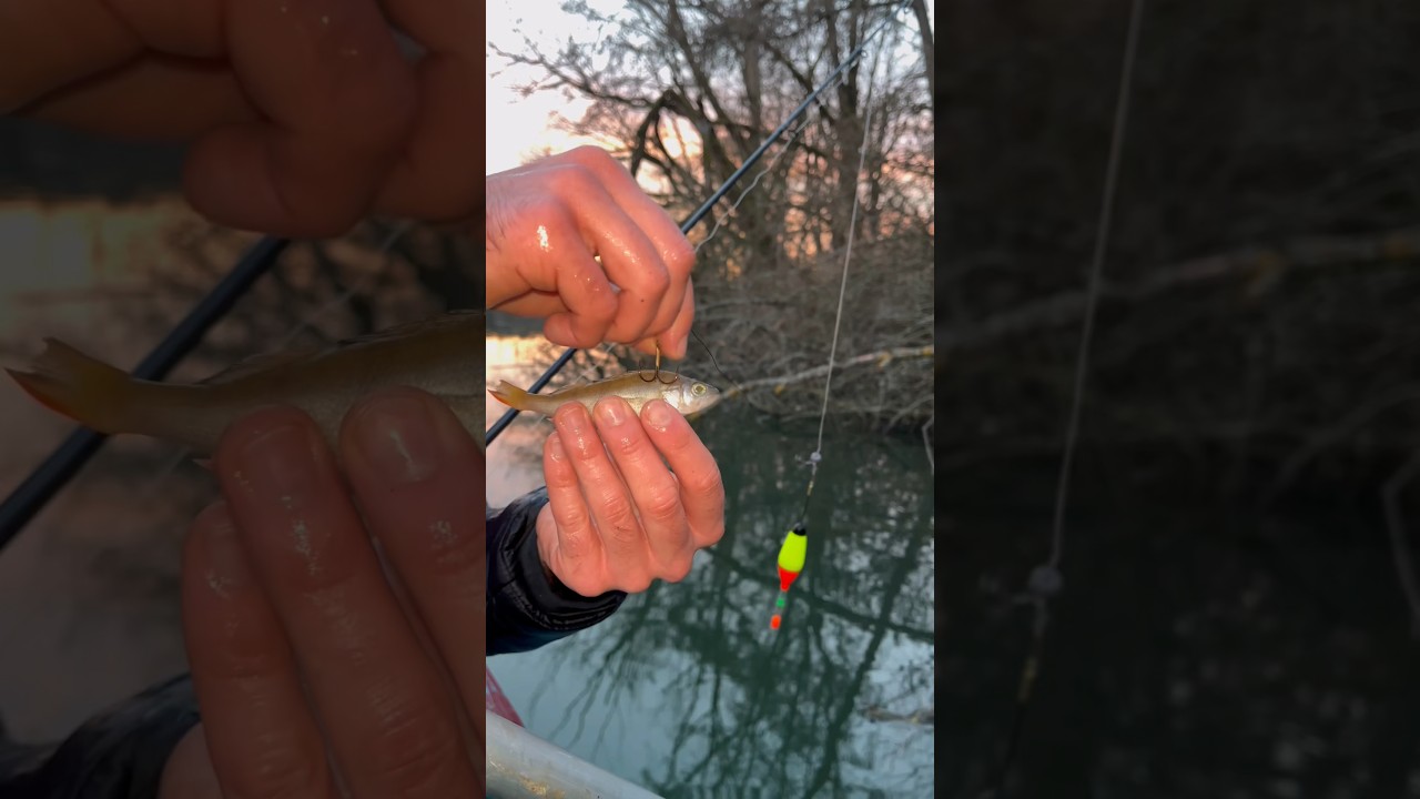 In der kühlen Dämmerung wird das Angeln mit totem Köderfisch zum echten Erlebnis! 🌌