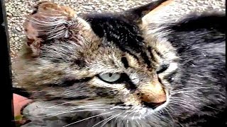 Gray Cat Is Very Hungry by GOOD ALEX 368 views 4 years ago 1 minute