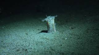 Bobbit Worm Eunice Aphroditois