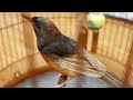 Gold shama chòe lửa bổi đột biến màu vàng hót #NguyễnNhân #shorts
