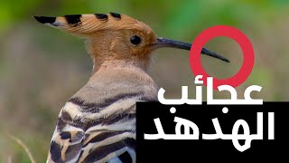 اجمل ما يمكن ان تسمعه عن طائر الهدهد