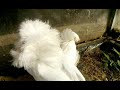 Голуби Владимира Ч 2 Узбекские голуби, якобинцы, павлины