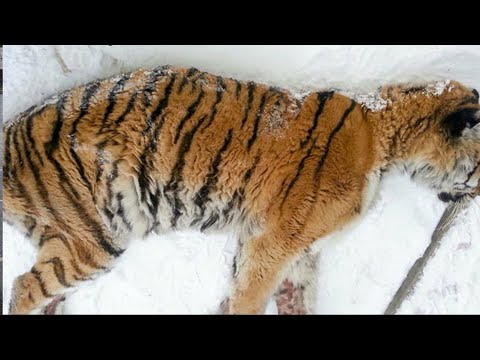 Video: Kota di Amur, populasi. Khabarovsk dan wilayahnya