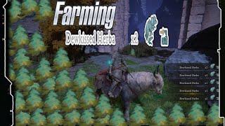 Elden Ring | Dewkissed Herba Farming | Xbox Series X Gameplay | 4K - HDR