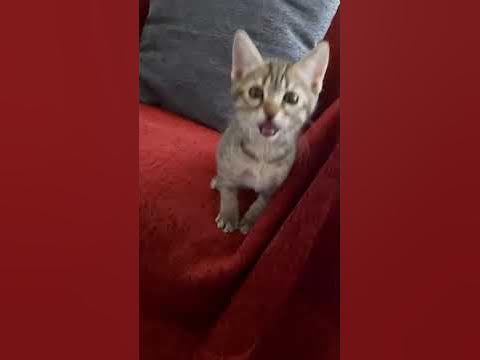 Пшикалка - YouTube