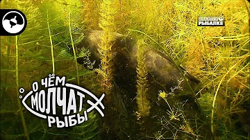 Судак и вобла озера Балхаш | О чем молчат рыбы