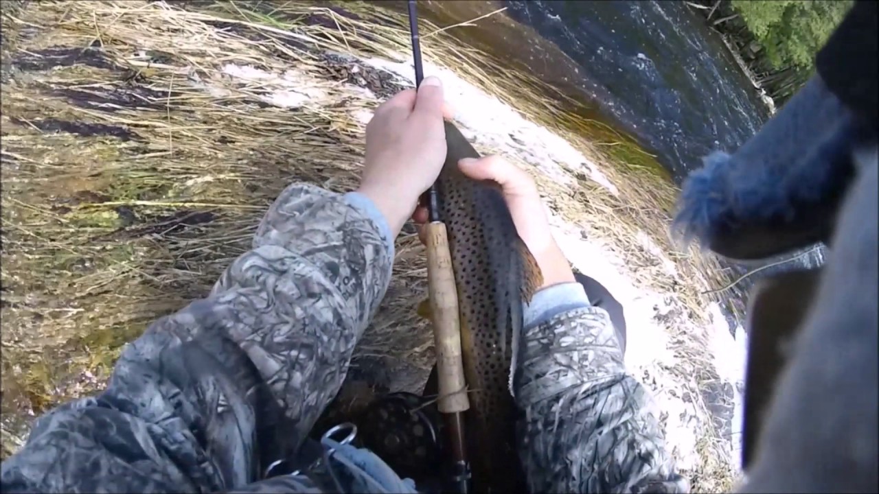 Wolf River Trout Fishing 42317 YouTube