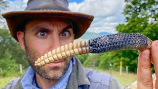 Deadly Rattlesnake Encounter!