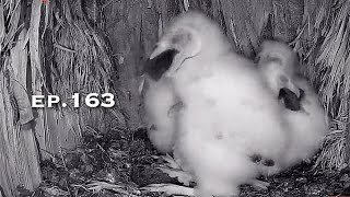 Barn Owl Nest ❸ ep.163Lechuzas en el nido DIRECTO (Cámara 38 | Ávila)