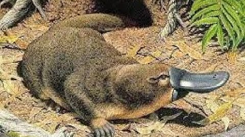 bài 48 Bộ thú huyệt, bộ Thú túi - GV Phan Thị Ngân Hà