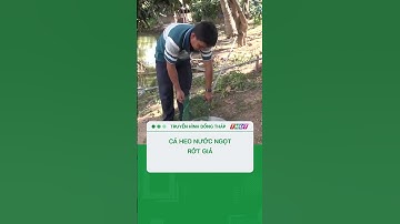 Cá heo nước ngọt rớt giá #shorts