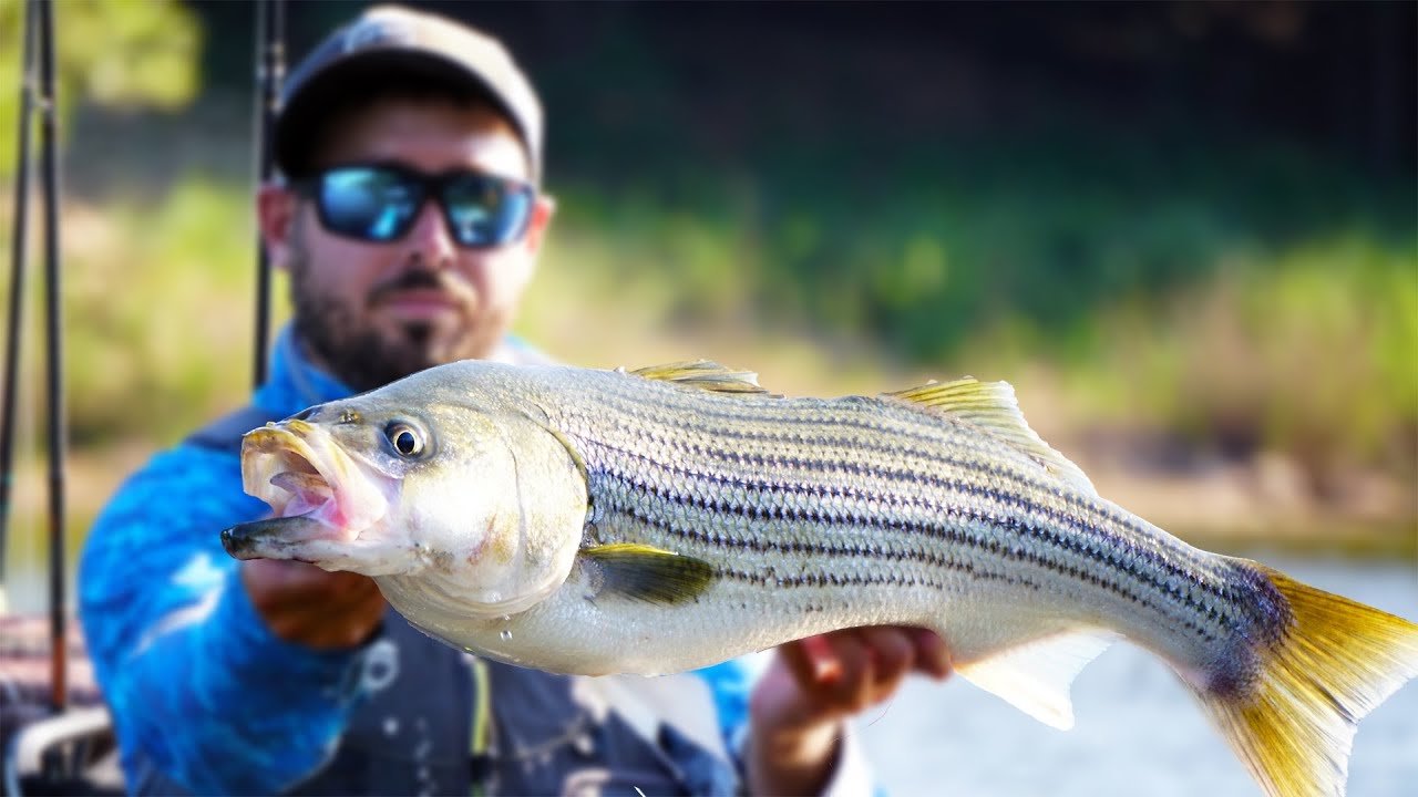 Fishing Umbrella Rigs for BIG Bass & Striper in a Shallow River