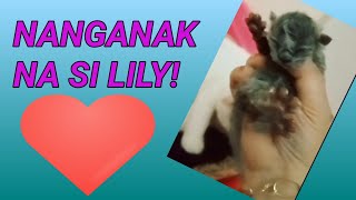 NANGANAK NA SI LILY! #kitten #cute