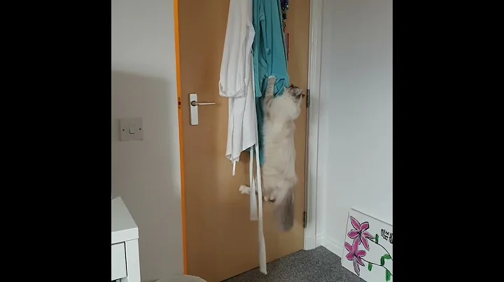 Watch the video about Funny jumping cat stealing dressing gown belt. Cute and funny birman kitten.