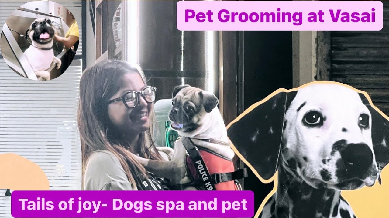 Pet Grooming at Vasai Mumbai Pug Dog Tails of joy Dogs spa and pet