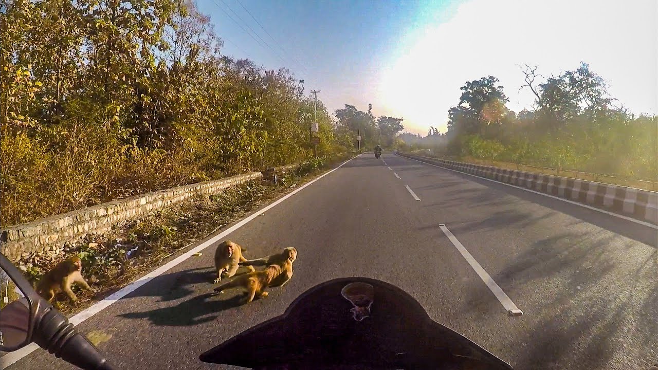 Extreme close call on bike with monkey - YouTube