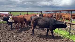 July: Picking Replacement Heifers