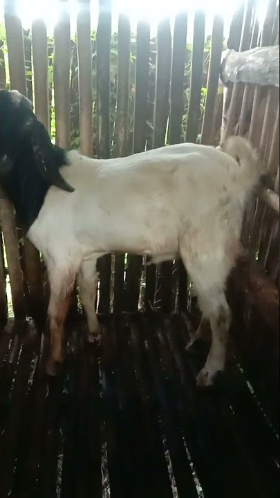 kambing jantan siap kawin