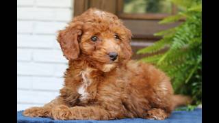 Mini Goldendoodle Puppies for Sale