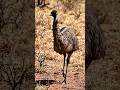 #emu #forest #viral #video