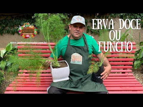 Vídeo: Funcho Comum (endro Farmacêutico) E Funcho Vegetal: Cultivo E Variedades. Receitas De Erva-doce