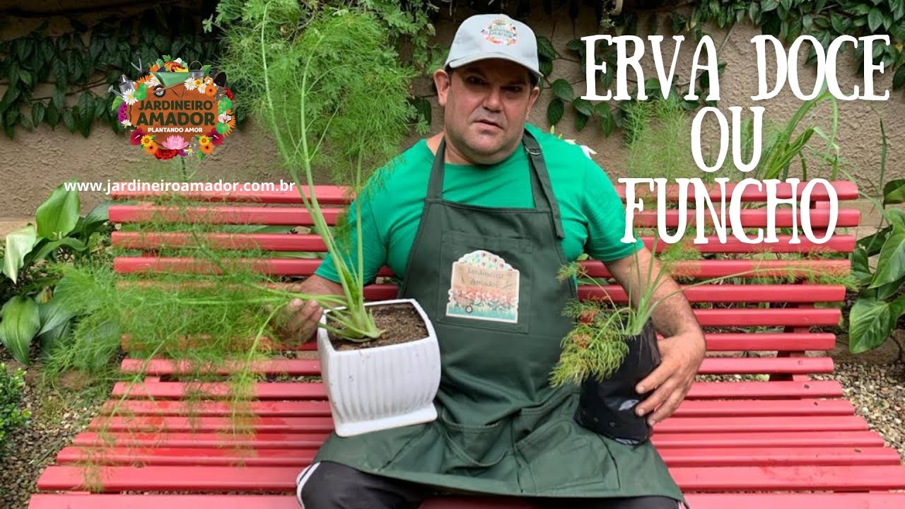 Erva Doce | Como Plantar em Vaso na Horta em Casa