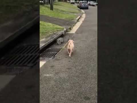 حيوانات كلاب وقطط ضحك ضحك وناسه كلاب   