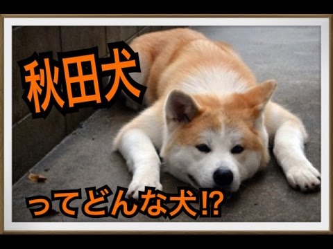 【秋田犬げんき】で有名な秋田犬ってどんな犬!?