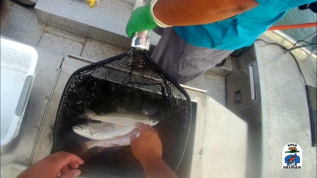 2021 Navajo Nation Tsaile Lake Sampling YouTube