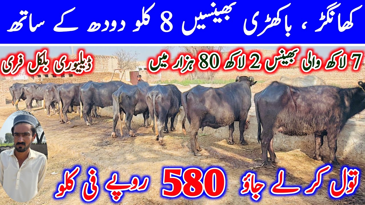 Punjab Famous Bakhri Buffalo | Weight, Milk & Buying Guide|How to Identify Pure Bakhri Buffalo